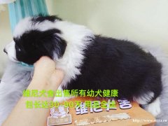 边境牧羊犬 公 2个月零8天 宠物级