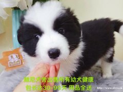 边境牧羊犬 公 2个月零8天 宠物级