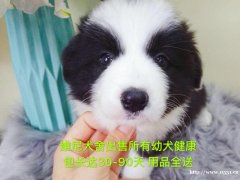 边境牧羊犬 公 2个月零8天 宠物级