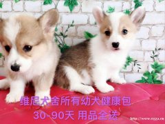 柯基犬 1公1母 2个月零7天 宠物级